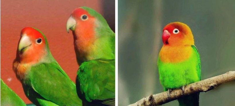 AI一眼识别这是什么鸟 鸟类判识率达91.3% - 作者:阿里安全-安全小百科