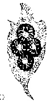 九虫 九虫