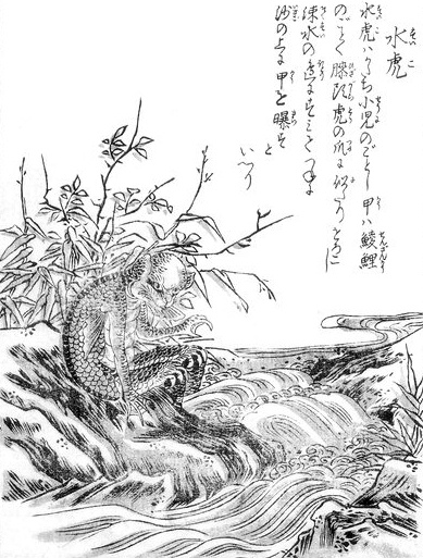 水虎 水虎