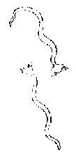 九虫 九虫