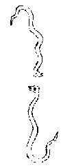 九虫 九虫