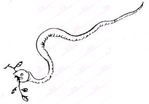 蝡蛇-安全小百科