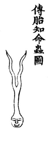 传胎知命虫